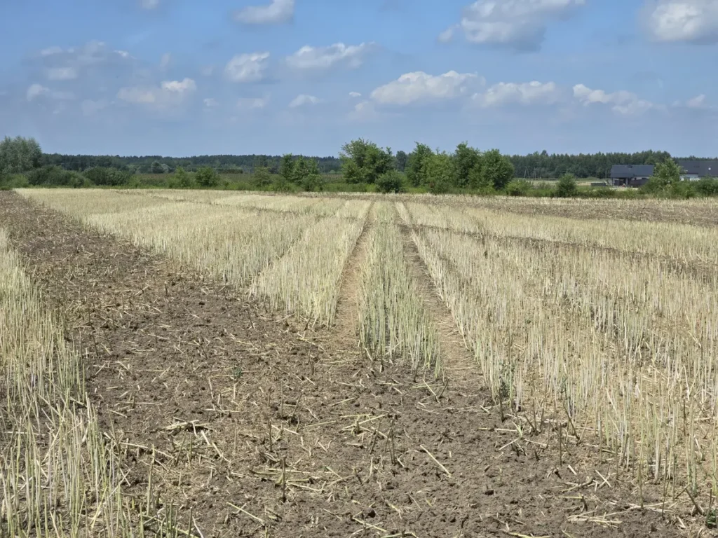 Nawigacja Trimble EZ-Pilot Pro ułatwia prowadzenie uprawy pożniwnej po skosie fot. Tomasz Kuchta