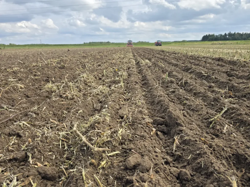 Resztki pożniwne świetnie wpracowane w glebę. Naprawdę trudno znaleźć łodygi, które nie zostały naruszone przez maszynę po przejeździe fot. Tomasz Kuchta